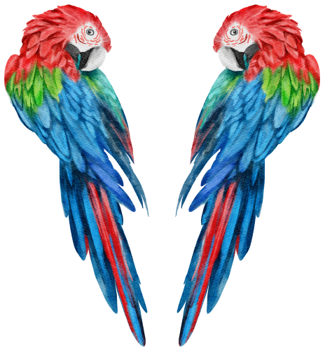 (s142-2A) Macaws