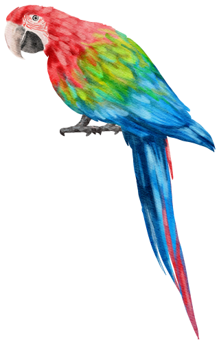 (s142-2B) Macaw