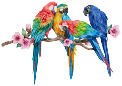 (s142-2C) Macaws