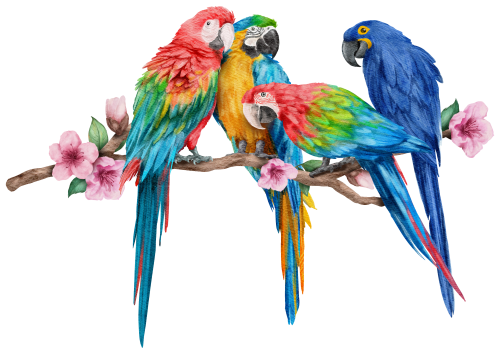 (s142-2C) Macaws