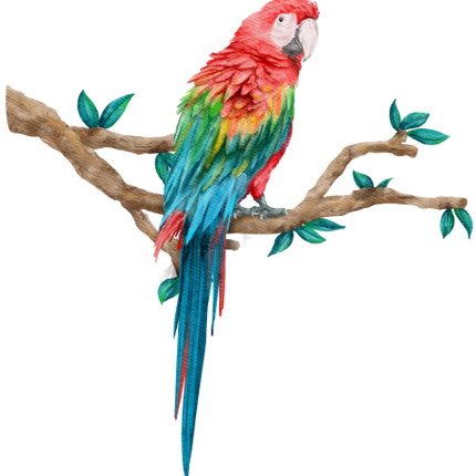 (s142-2D) Macaw