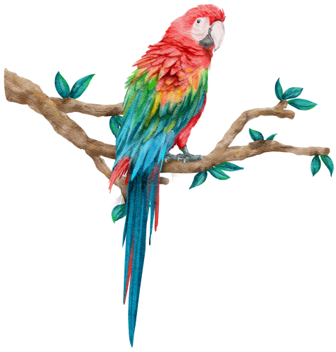 (s142-2D) Macaw