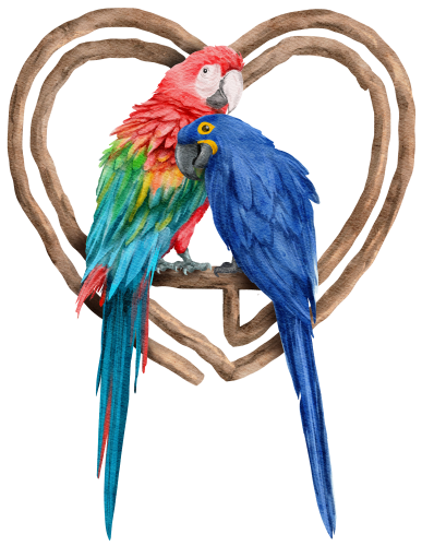 (s142-2E) Macaws
