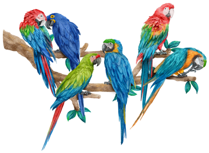 (s142-2F) Macaws