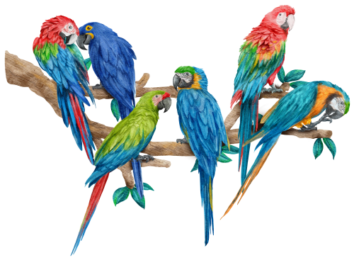 (s142-2F) Macaws