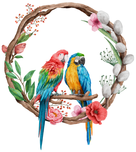 (s142-2G) Macaws