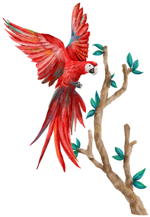 (s142-2H) Macaws
