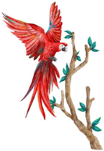(s142-2H) Macaws