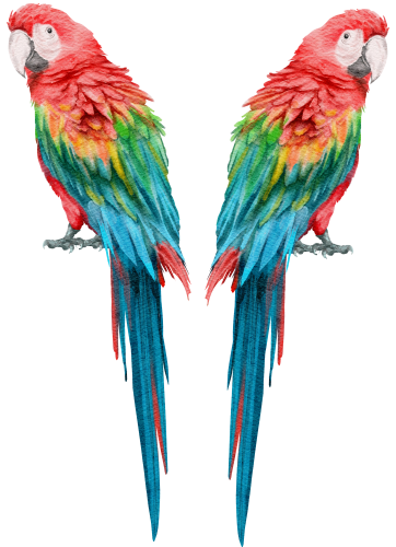 (s142-1S) Macaws