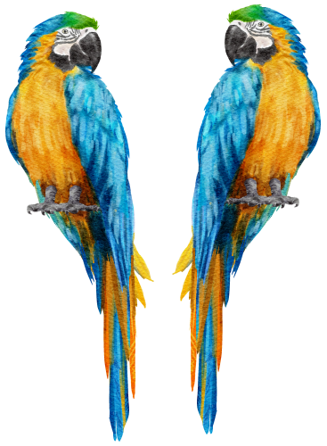 (s142-1T) Macaws