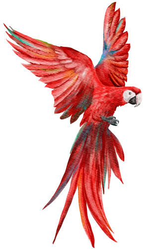 (s142-1U) Macaw