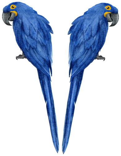 (s142-1V) Macawss