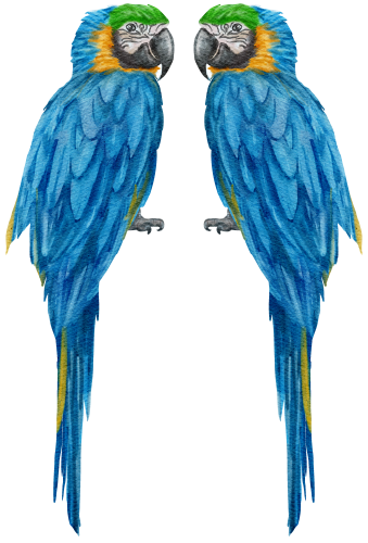 (s142-1W) Macaws