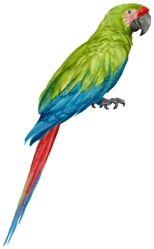 (s142-1X) Macaw