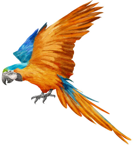 (s142-1Y) Macaw