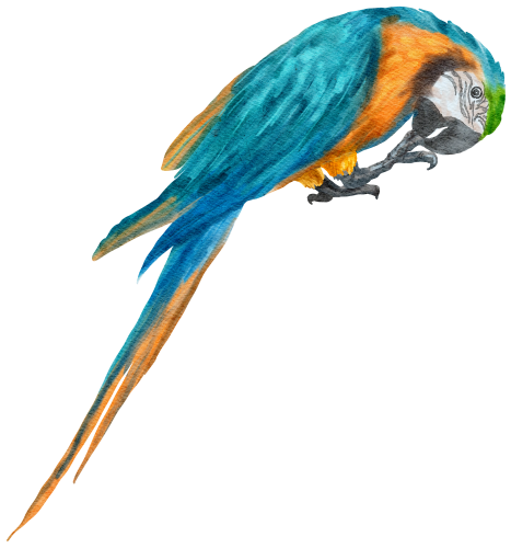 (s142-1Z) Macaw