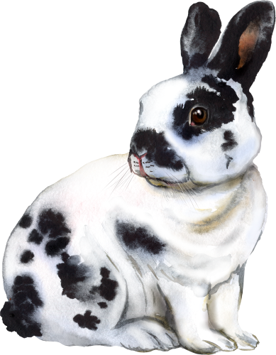 (s154-3-1A) Watercolor Bunny Rabbit