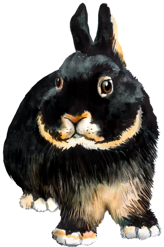 (154-03-1B) Watercolor Bunny Rabbit