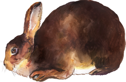 (154-03-2B) Watercolor Bunny Rabbit