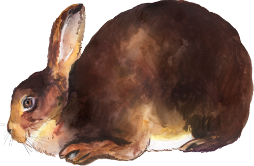 (154-03-2B) Watercolor Bunny Rabbit