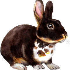 Collection image for: Color/Pattern Preview