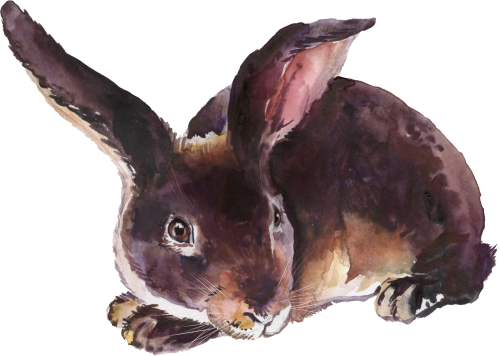 (154-03-2C) Watercolor Bunny Rabbit