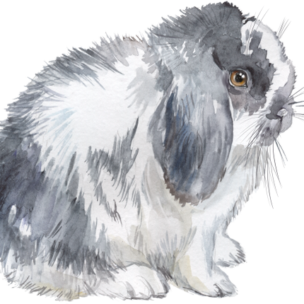 (154-03-2D) Watercolor Bunny Rabbit