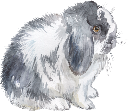 (154-03-2D) Watercolor Bunny Rabbit