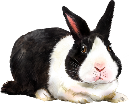 (154-03-1F) Watercolor Bunny Rabbit