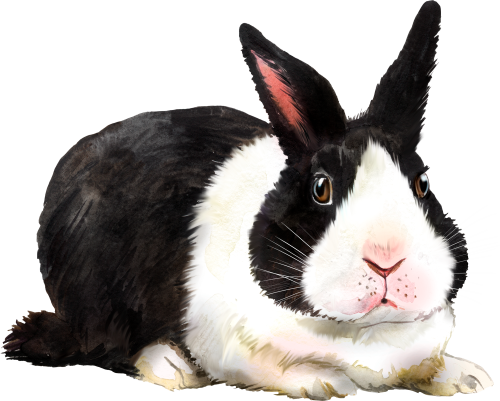 (s154-3-1F) Watercolor Bunny Rabbit