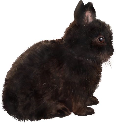 (s154-3-2H) Watercolor Bunny Rabbit