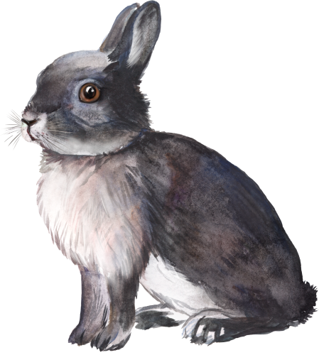 (s154-3-1J) Watercolor Bunny Rabbit