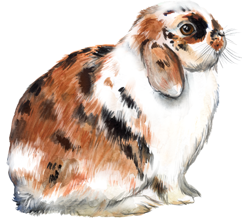 (s154-3-1K) Watercolor Bunny Rabbit