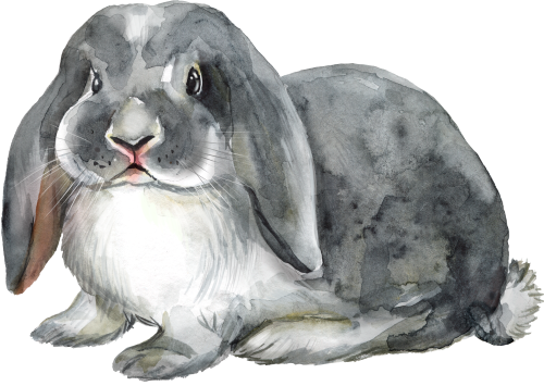 (s154-3-1L) Watercolor Bunny Rabbit
