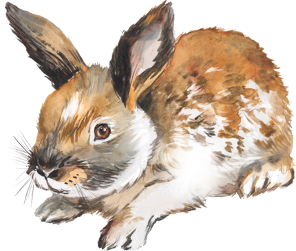 (154-03-2M) Watercolor Bunny Rabbit