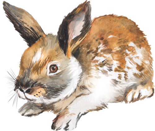 (s154-3-2M) Watercolor Bunny Rabbit