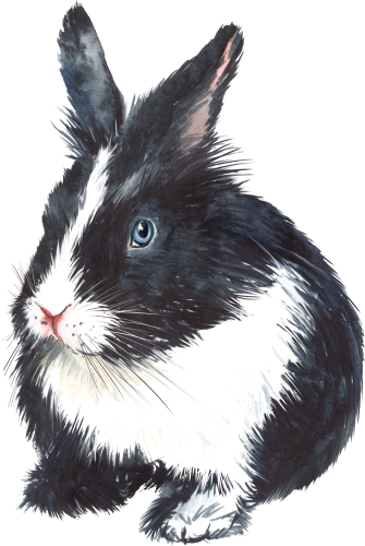 (154-03-1N) Watercolor Bunny Rabbit