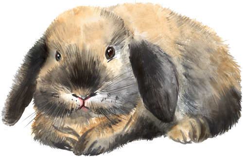 (s154-3-2N) Watercolor Bunny Rabbit