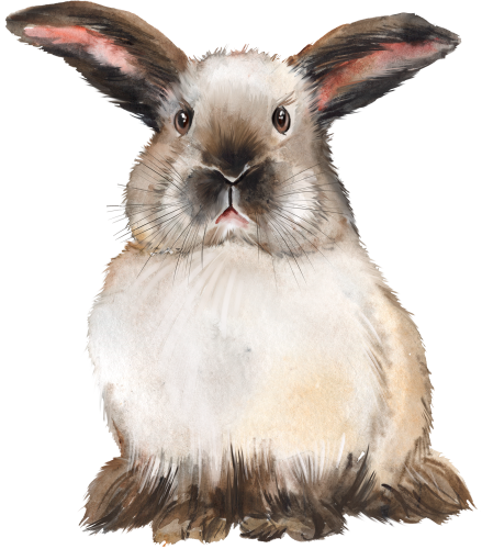 (s154-3-1O) Watercolor Bunny Rabbit