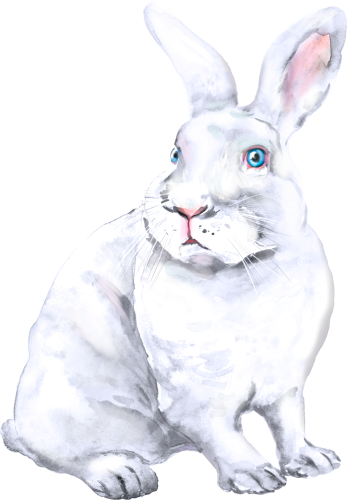 (s154-3-2O) Watercolor Bunny Rabbit