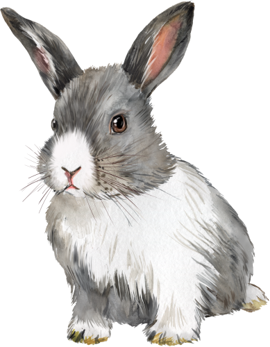 (s154-3-1Q) Watercolor Bunny Rabbit