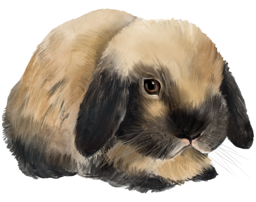 (s154-3-1T) Watercolor Bunny Rabbit