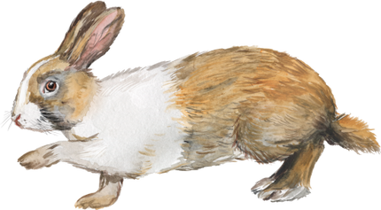 (154-03-2T) Watercolor Bunny Rabbit