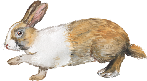 (s154-3-2T) Watercolor Bunny Rabbit