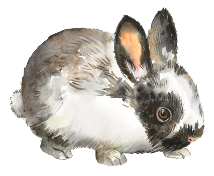 (154-03-1V) Watercolor Bunny Rabbit