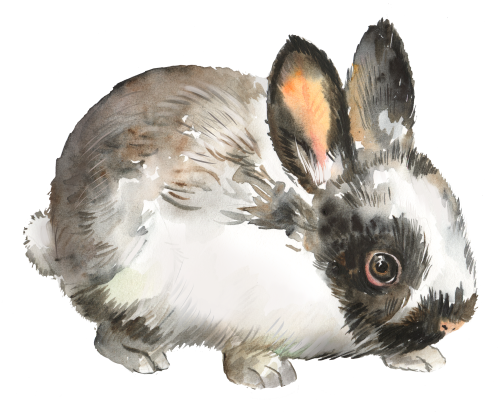 (154-03-1V) Watercolor Bunny Rabbit