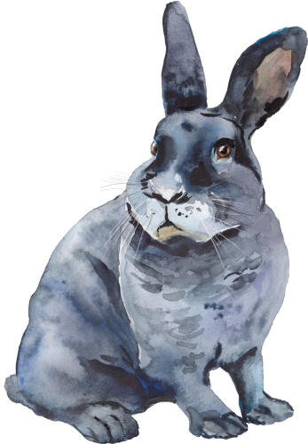 (s154-3-2V) Watercolor Bunny Rabbit