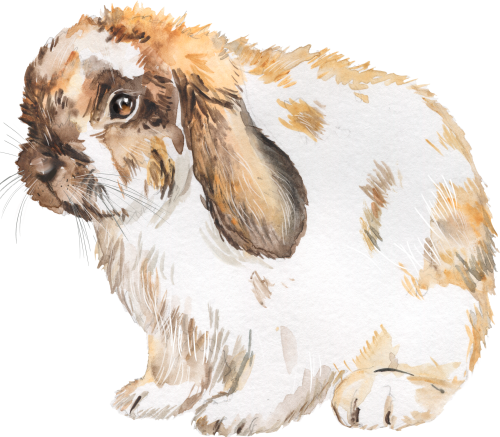 (s154-3-2W) Watercolor Bunny Rabbit