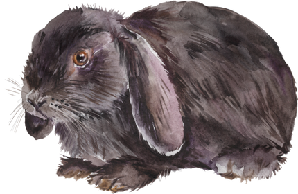 (154-03-1Y) Watercolor Bunny Rabbit