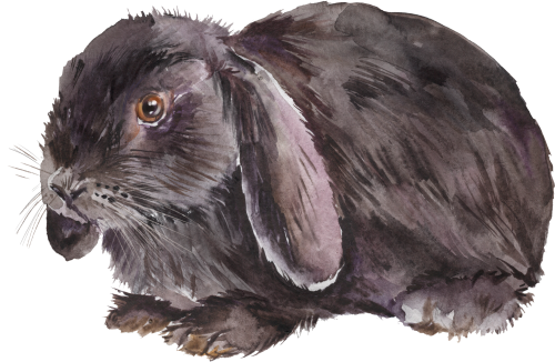 (s154-3-1Y) Watercolor Bunny Rabbit